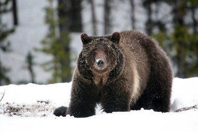 Yellowstone spring 2011