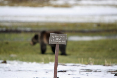 Yellowstone spring 2011