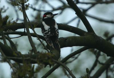 Woodpecker