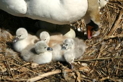 5 Chicks hatched