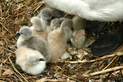 7 Chicks hatched