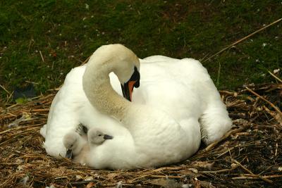 g4/45/373845/3/60716961.IMG_8145swan.jpg