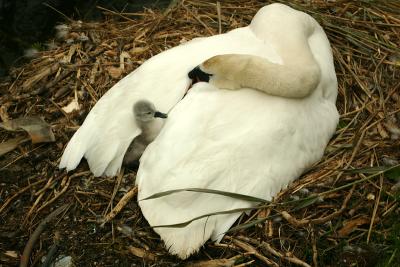 Swans