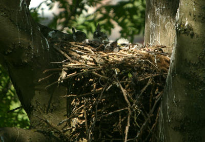 Common Buzzard chick