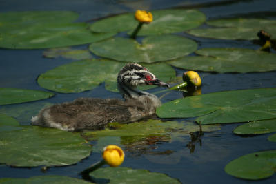 Great Crested Grebe chick