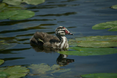 Great Crested Grebe chick