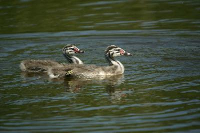 Great Crested Grebe chicks