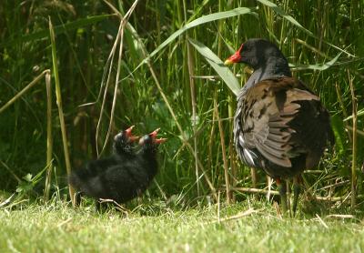 Common Moorhen with chicks
