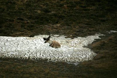 Caribou