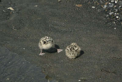 Mew Gull chicks