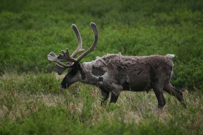 Caribou