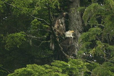 Mom and eaglet