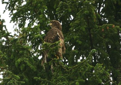 Immature Bald Eagle