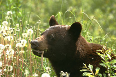 Black Bear along Klondike Highway