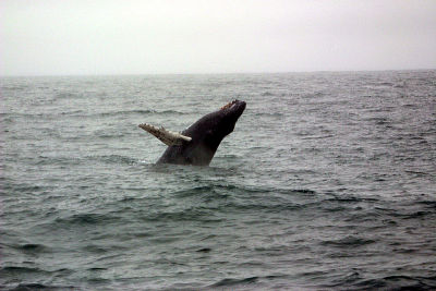 Humpback whale