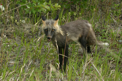 Red fox