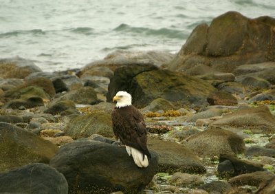 Bald Eagle