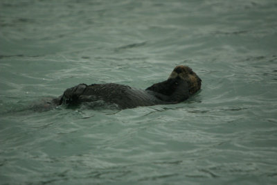 Sea Otter