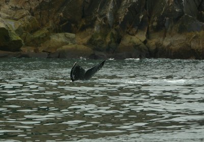 Humpback whale