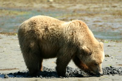 Coastal Brown Bear - Katmai N.P.