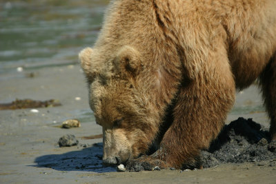 Digging for clams