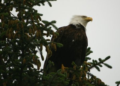 Bald Eagle