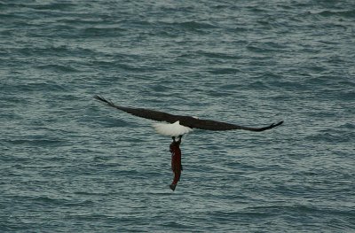 Bald Eagle with fish