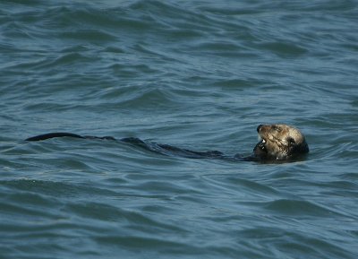 Sea Otter