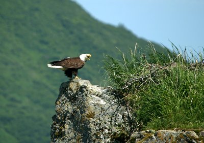 Bald Eagle nest on a rock