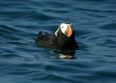 Tufted Puffin