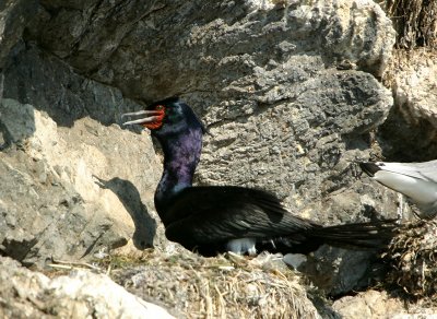 Red-faced Cormorant