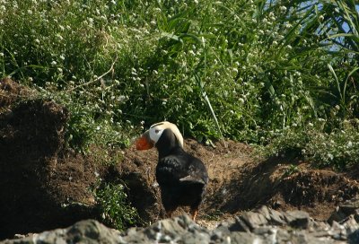 Tufted Puffin