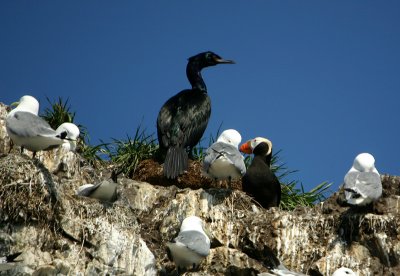 Birds on Gull Island