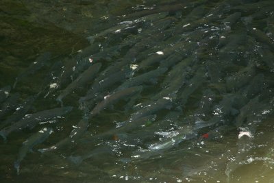 Salmon at Russian River Falls