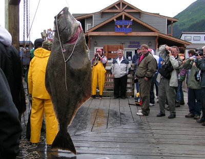 Huge halibut