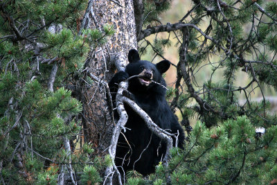 Black bear cub