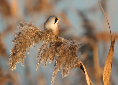 Bearded Tit