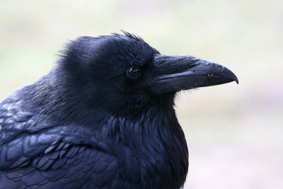 Raven