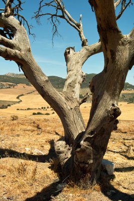 tree01.jpg