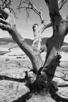 tree01BW.jpg