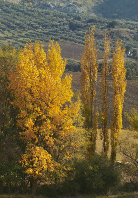 DCS14n-rosario-trees01.jpg