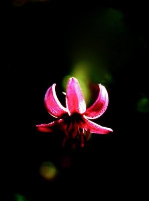 Martagon lily     898.jpg