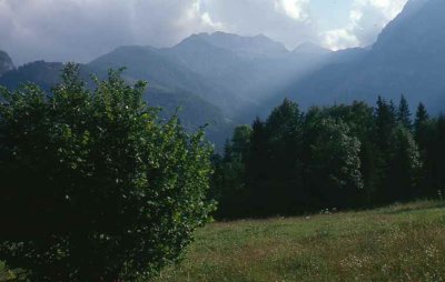  Trees and mountains    899.jpg