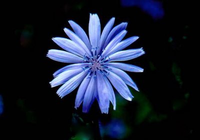 Blue flower     900.jpg
