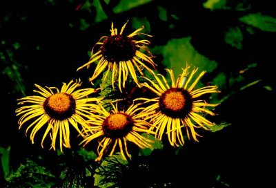  Wild sunflowers    902.jpg