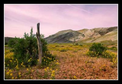 Briclark_Desert-Flowers-Canon 20D_0017.jpg