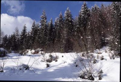 c.hart_Snowy Forest-35slidescan_0142.jpg