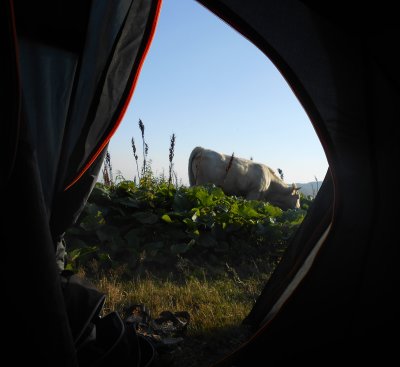 View out of our tent in the morning