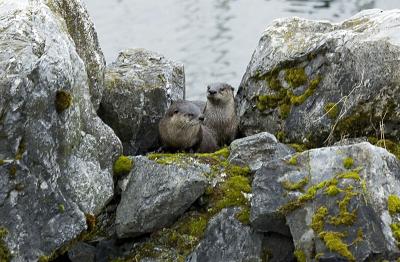 then came the rest of the otter family