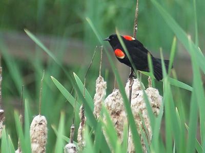 Red-winged Blackbird